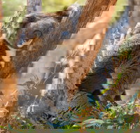 Cleland Wildlife Park - Whitsundays Accommodation