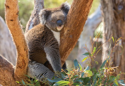 Cleland Wildlife Park - Whitsundays Accommodation 0