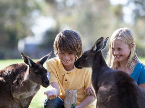 Cleland Wildlife Park - Whitsundays Accommodation 1