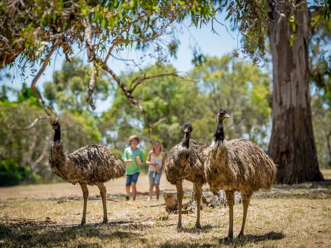 Cleland Wildlife Park - Whitsundays Accommodation 2