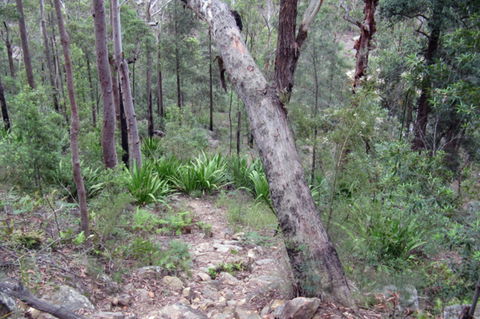 Frere's Crossing Bushwalk - Whitsundays Accommodation 2