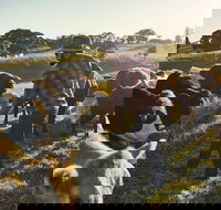 Hinterland Full Day Self Drive Tour - Whitsundays Accommodation