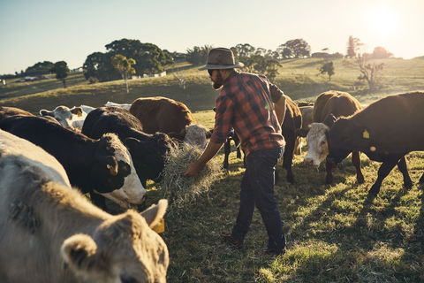 Hinterland Full Day Self Drive Tour - Whitsundays Accommodation 0