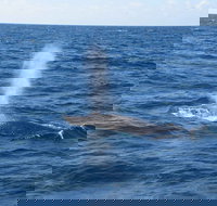 Minyama - Whitsundays Accommodation