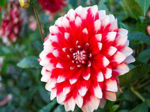 Portland Botanical Gardens - Whitsundays Accommodation 1