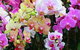 Tinonee Orchid Nursery - thumb 0