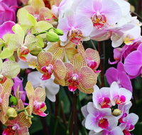 Tinonee Orchid Nursery