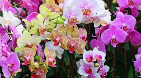 Tinonee Orchid Nursery - Whitsundays Accommodation 0