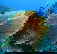 Wistari Wall - Whitsundays Accommodation