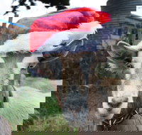 Bream Creek Farmers Market - Whitsundays Accommodation