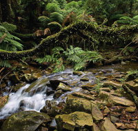 Budderoo National Park - Whitsundays Accommodation