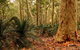 Burrawang Walking Track - thumb 0