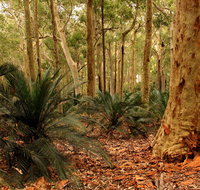 Burrawang Walking Track - Whitsundays Accommodation