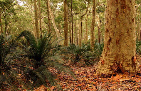 Burrawang Walking Track - Whitsundays Accommodation 0