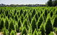 Christmas Tree Farm - thumb 0