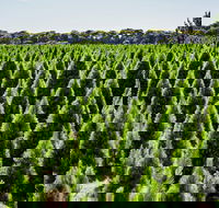 Christmas Tree Farm - Whitsundays Accommodation