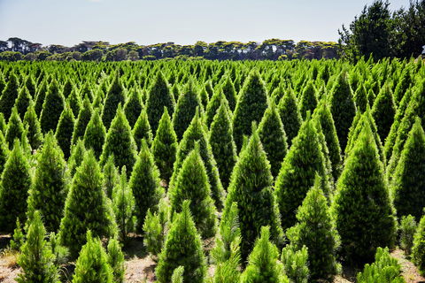 Christmas Tree Farm - Whitsundays Accommodation 0