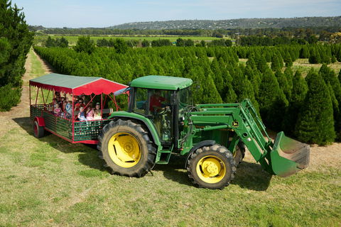 Christmas Tree Farm - Whitsundays Accommodation 1