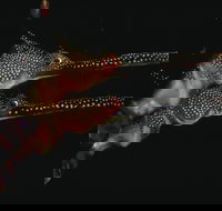 Eagle Rock Marine Sanctuary - Whitsundays Accommodation