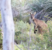 Kaiserstuhl Conservation Park - Whitsundays Accommodation
