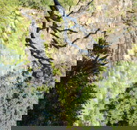 Morans Falls track Lamington National Park - Whitsundays Accommodation