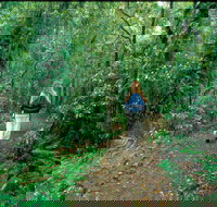 Mount Cougal Springbrook National Park - Whitsundays Accommodation