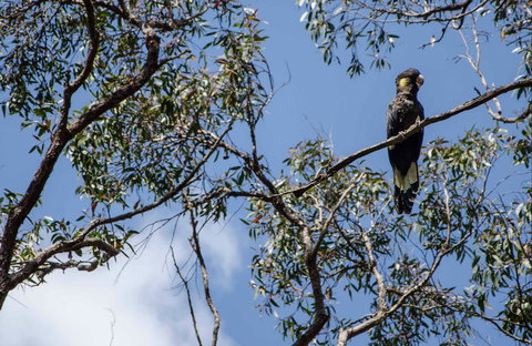 Mummel Gulf National Park - Whitsundays Accommodation 0