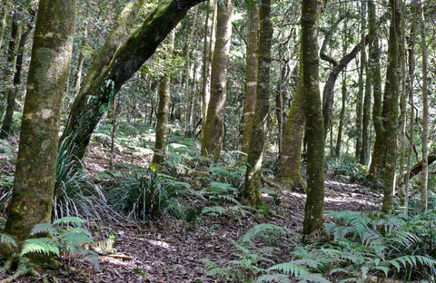 Summit Walking Track, Mount Hyland Nature Reserve - Whitsundays Accommodation 0