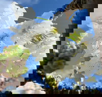 Tasmania Birchs Bay Cherries - Whitsundays Accommodation