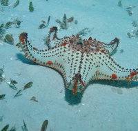 The Pines Dive Site - Whitsundays Accommodation