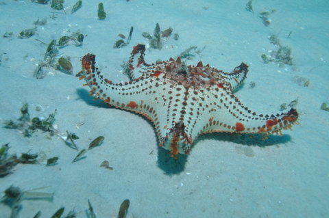 The Pines Dive Site - Whitsundays Accommodation 0