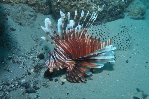 The Pines Dive Site - Whitsundays Accommodation 1