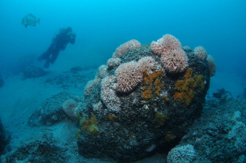 The Pines Dive Site - Whitsundays Accommodation 2