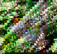 TreeTop Challenge Currumbin Wildlife Sanctuary - Whitsundays Accommodation