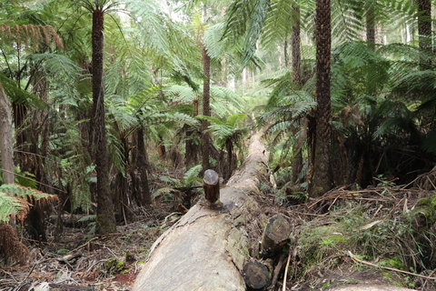 Upper Yarra Reservoir Park - Whitsundays Accommodation 0