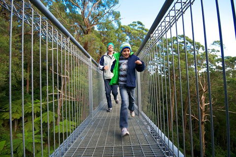 Illawarra Fly Treetop Adventures Treetop Walk Admission Ticket - Whitsundays Accommodation 7