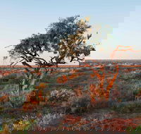 Merton Motor Trail - Whitsundays Accommodation