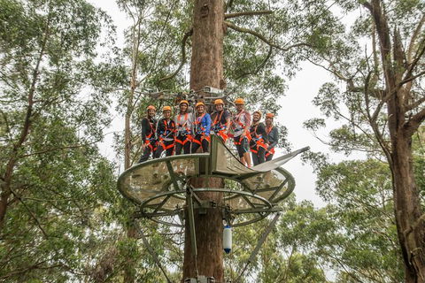Illawarra Fly Treetop Adventures Admission Including Zipline Tour - Whitsundays Accommodation 4