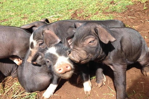 Paddock To Plate Farm Tour And Tasting - Whitsundays Accommodation 9