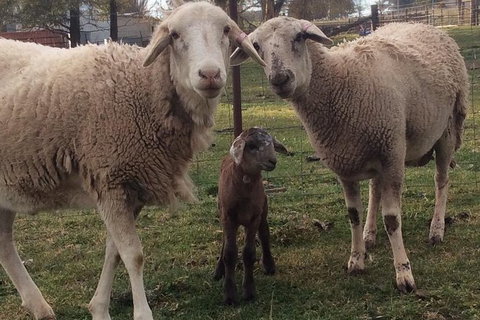 Paddock To Plate Farm Tour And Tasting - Whitsundays Accommodation 7