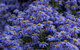 Blue Mountains Botanic Garden And Bilpin Tour From Katoomba With Cider Tasting - thumb 3