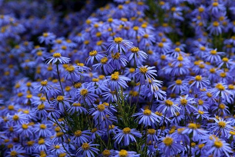Blue Mountains Botanic Garden And Bilpin Tour From Katoomba With Cider Tasting - Whitsundays Accommodation 3