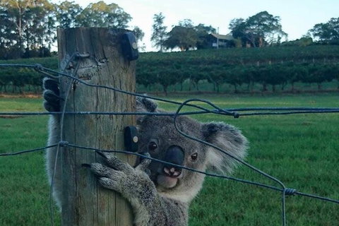 The Secret Vines Experience Port Macquarie - Whitsundays Accommodation 1