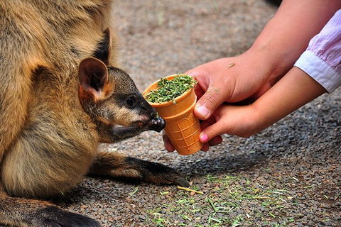 Blue Mountains Highlights & Wildlife Park - Whitsundays Accommodation 3