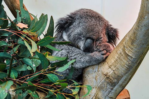 Blue Mountains Highlights, Wildlife Park And Scenic World Full Day Private Tour - Whitsundays Accommodation 1
