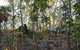 World War II Beyond Darwin - thumb 0