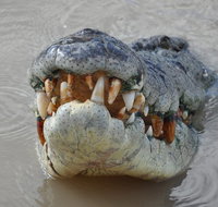 Jumping Crocodile Day Trip from Darwin - Whitsundays Accommodation