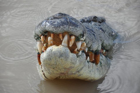 Jumping Crocodile Day Trip From Darwin - Whitsundays Accommodation 0