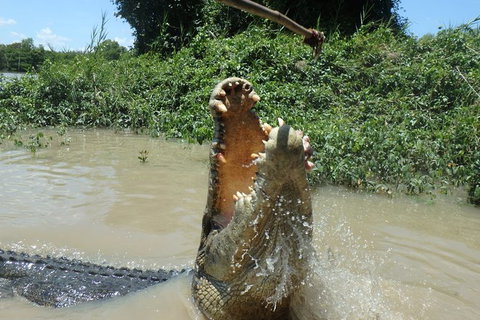 Jumping Crocodile Day Trip From Darwin - Whitsundays Accommodation 4