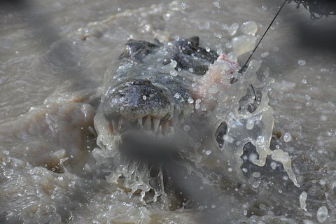 Jumping Crocodile Day Trip From Darwin - Whitsundays Accommodation 1